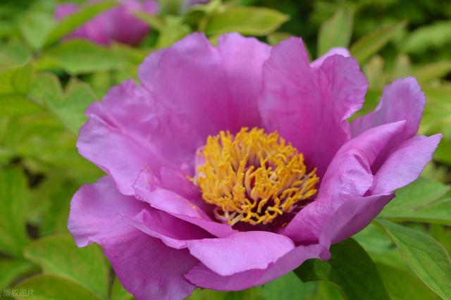 牡丹花海醉游人