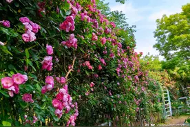 来石家庄，邂逅现实版“莫奈花园”图片