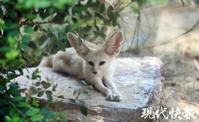 南京红山动物园将执行新票价