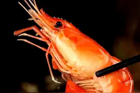 罗氏虾、基围虾都是“激素”泡大的？其实这种虾才是“问题虾”图片