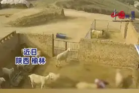 老人穿红衣进羊圈被羊顶撞身亡，乡政府：当时老人是去捡袜子，涉事羊可能对红色敏感，已被家属宰杀图片