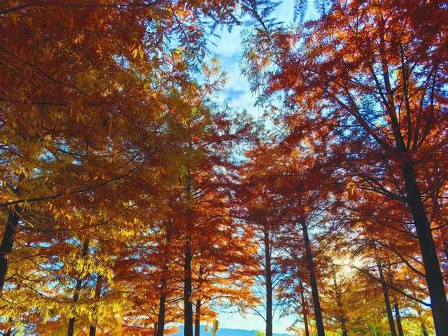 丽江初冬藏不住了！中济海公园的水杉变黄了，随手拍都是大片