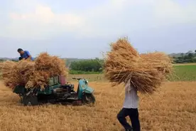 父亲帮邻居拉2车麦子，几年后父亲去世，那邻居却帮了我家一辈子图片