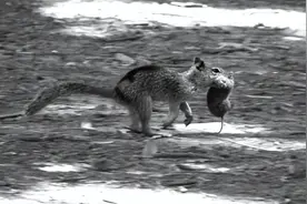 美国加州地松鼠被发现“惊人食肉行为”图片