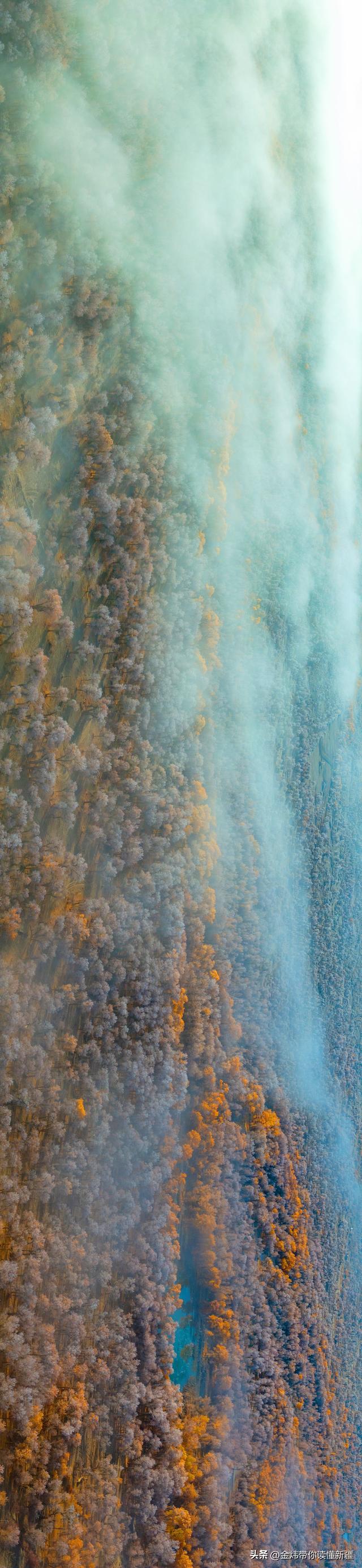 新疆轮台县：轮南胡杨林惊现雾凇奇观