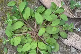 踩不死的小强草，自带黄瓜味，90%人当杂草！城里人抢着摘图片