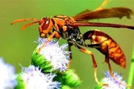 安徽黄山一农妇被马蜂蜇到手指，数分钟就不行了，什么马蜂这么毒图片