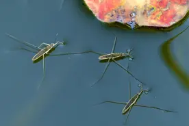 以前池塘水面上不会沉的虫子，原来叫水黾！它的存在有什么意义？图片