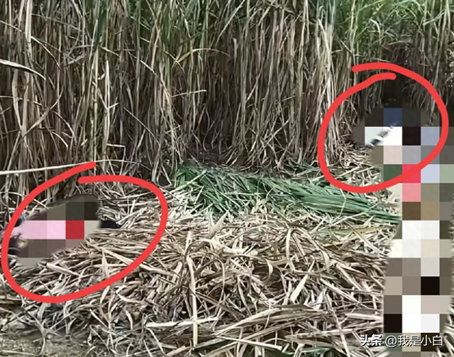 柳州悬赏追凶新进展：李某已被抓获，老太淋菜发现，村民透露更多