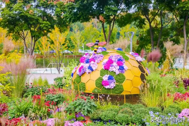 光谷菊展今起在鸡公山公园举行，各色“顶流”争奇斗艳等你打卡，持续至11月30日