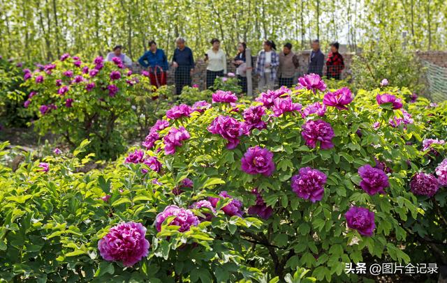 山西襄汾：乡村牡丹醉游人