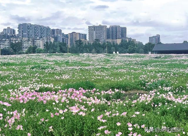 成都被严重低估的赏花地，最火的月见草花又回来了，太美了！