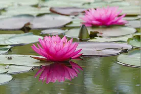 初荷绽放 郑州西流湖的夏天由此开启图片