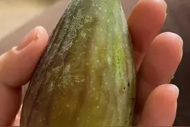 无花果届的王者——芭劳奈图片