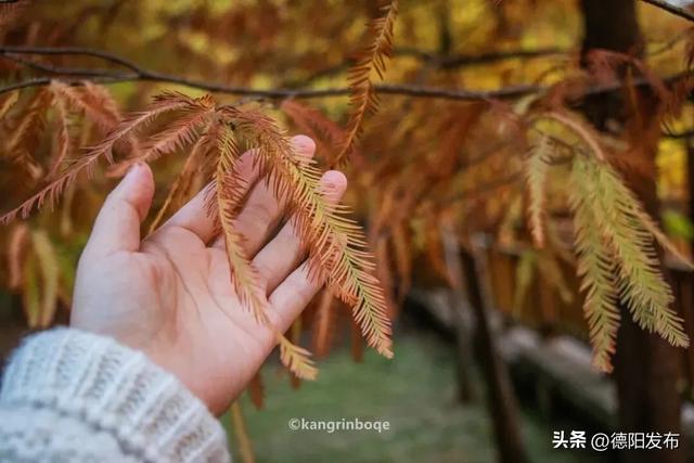 最新实拍!德阳东湖山都美成啥样了啊?太夸张了