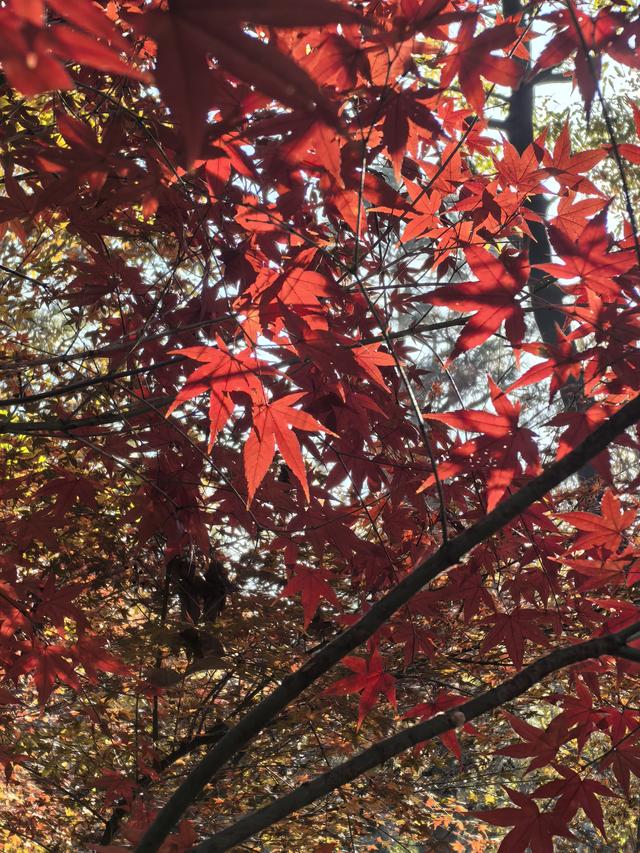 南京老山郊野一日徒步，从狮子岭兜率寺到汤泉惠济寺
