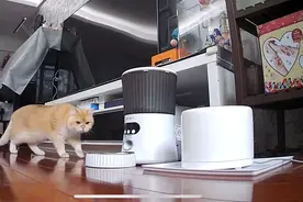 云喂猫、云看护、云办公……用手机都能实现！图片