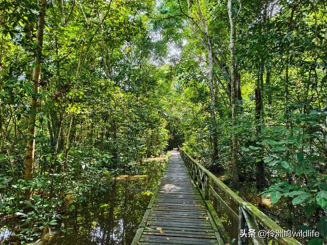 马来西亚(32)砂拉越州⑥世界遗产尼亚洞窟探险