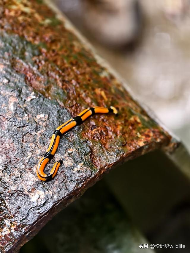 马来西亚(29)砂拉越州③姆鲁山清水洞·风洞