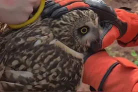 四川广安 猫头鹰乖乖不动，是知道消防在救它图片