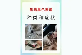 讲讲狗狗黑色素瘤的种类以及症状表现❗❗图片