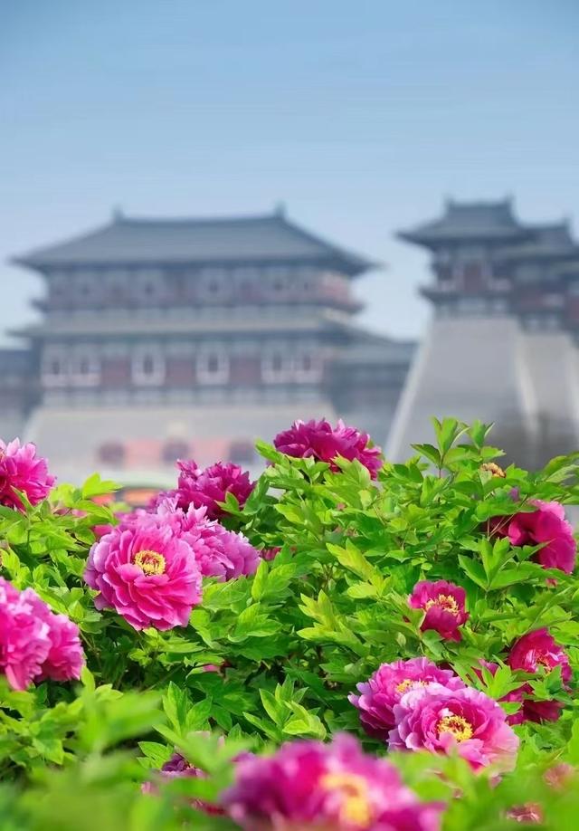 4月中下旬最后的花期，这6个地方还能赶上春天的尾巴