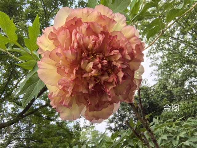 一路繁花向洛阳——游客赏花吟诵牡丹更浪漫