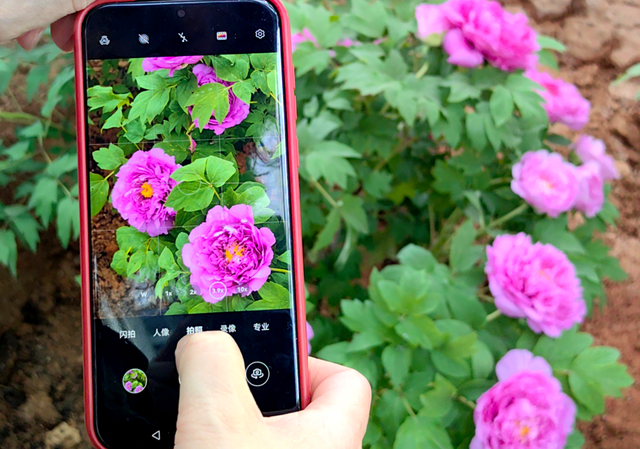 护航牡丹文化节丨黑的白的红的黄的紫的绿的蓝的