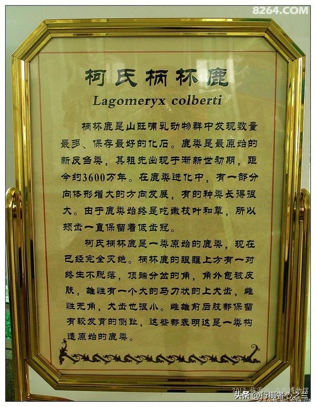 山东行游影记（28）—平邑天宇自然博物馆（三）
