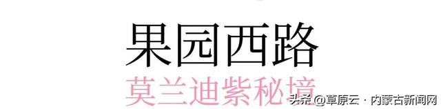 呼和浩特赏花攻略：最佳地点+公交出行指南