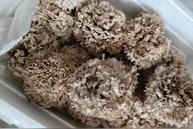 网友家苹果上长蘑菇引来中科院博士研究，刚栽培的菌菇已寄到图片