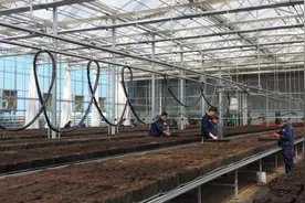 平川区全力推动特色产业蓬勃发展图片