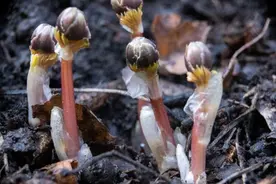 接下来的长春，是一万次的春和景明图片