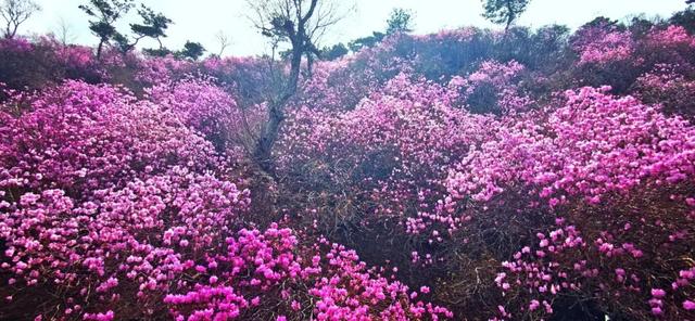藏不住啦！五莲“兰槿”花火爆全网！