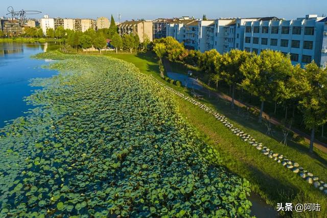 荆州古城的最佳赏荷点是个无名公园，就在档案馆旁边，罕见游客