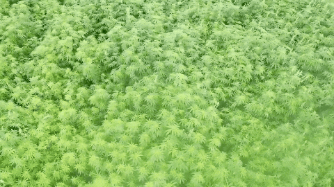 大美天水 | 一键收藏！清水的“多巴胺”配色