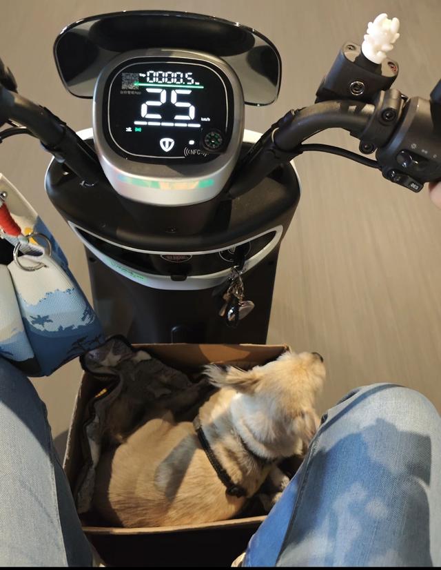笑死了！每个骑电动车拿快递的铲屎官，都欠狗子一个道歉，哈哈~