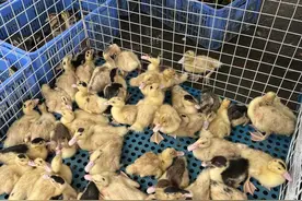 佛山有自己的“动物世界”，周日去顺德三洲墟趁墟吧！图片