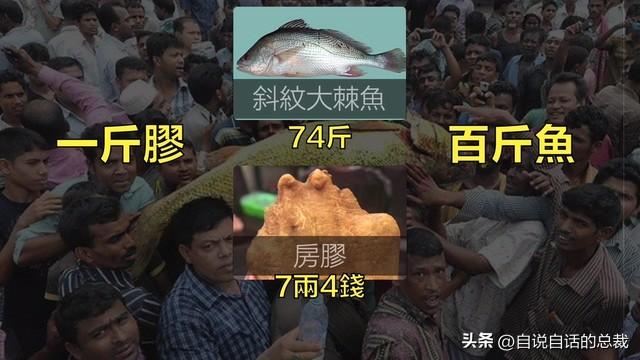 南澳鱼胶 2026年南澳鱼胶批发市场地址