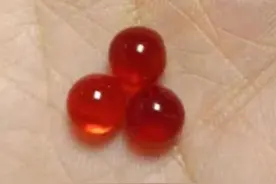 鱼宝，蛇珠，龙珠，生物有机宝石你知道多少图片