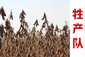 关税返击战，暴打美国农场主，中国狂买巴西大豆！图片