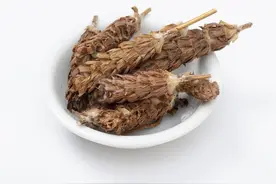 农村常见的中草药——夏枯草图片