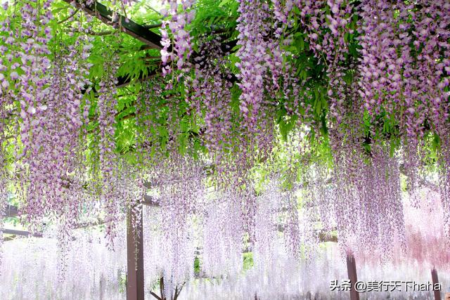 玉渊潭公园紫藤花开，诗意满满，演绎“一帘幽梦”的极致浪漫