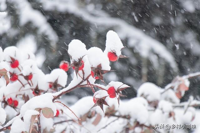 明日九月初九，老人说“下雪不下雪，就看九月初九”，今冬大雪？