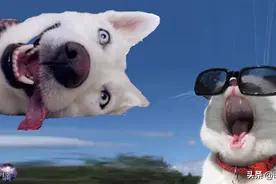 再谈意识：为什么说意识只是人类特有，狗狗等所有动物都没有？图片