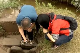 一两沉香百两金？云南发现高20余米沉香树，周围百余野生沉香种群图片