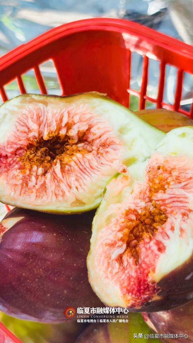 秋天的第一口甜,何必远方?临夏市大庄村的“养颜果”甜到心坎里~