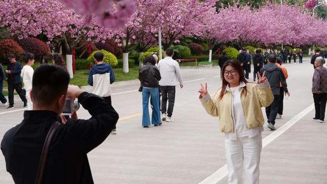 2026年徽县第八届金徽酒秦岭樱花节启幕