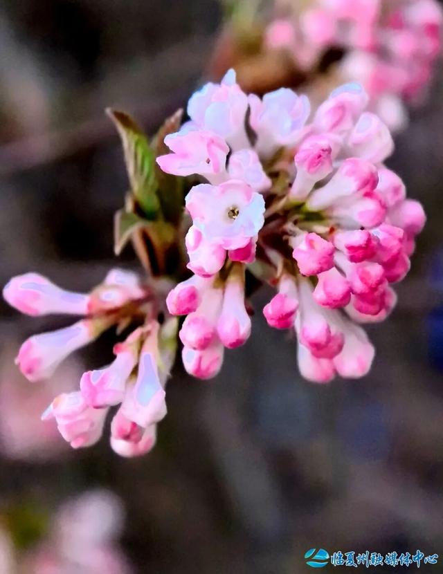 探春花开满城芳 临夏春意醉人心