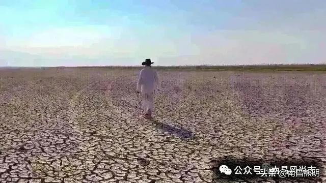 湾里揽胜:蟠龙峰下茶养云